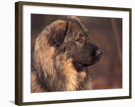 Owatcha Face Portrait (Malamute and Wolf Mix)-Adriano Bacchella-Framed Photographic Print