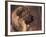 Owatcha Face Portrait (Malamute and Wolf Mix)-Adriano Bacchella-Framed Photographic Print