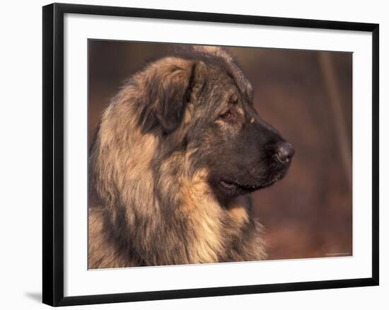 Owatcha Face Portrait (Malamute and Wolf Mix)-Adriano Bacchella-Framed Photographic Print