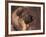 Owatcha Face Portrait (Malamute and Wolf Mix)-Adriano Bacchella-Framed Photographic Print