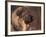 Owatcha Face Portrait (Malamute and Wolf Mix)-Adriano Bacchella-Framed Photographic Print