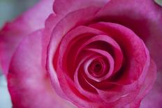 Pink and Cream Rose Bud Bunches-Owen Franken-Photographic Print