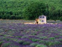 Cottage in Field of Lavender-Owen Franken-Photographic Print