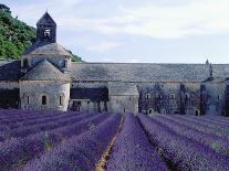 Lavender Field at Abbeye du Senanque-Owen Franken-Framed Photographic Print