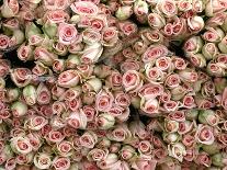 Pink Roses at Albert Kuyp Market-Owen Franken-Photographic Print