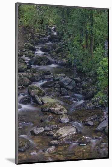 Owengarriff River, Killarney National Park, County Kerry, Munster, Republic of Ireland, Europe-Carsten Krieger-Mounted Photographic Print