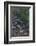 Owengarriff River, Killarney National Park, County Kerry, Munster, Republic of Ireland, Europe-Carsten Krieger-Framed Photographic Print