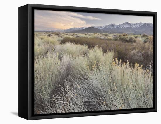 Owens River Valley, Sierra Nevada, California, Usa-Rainer Mirau-Framed Premier Image Canvas