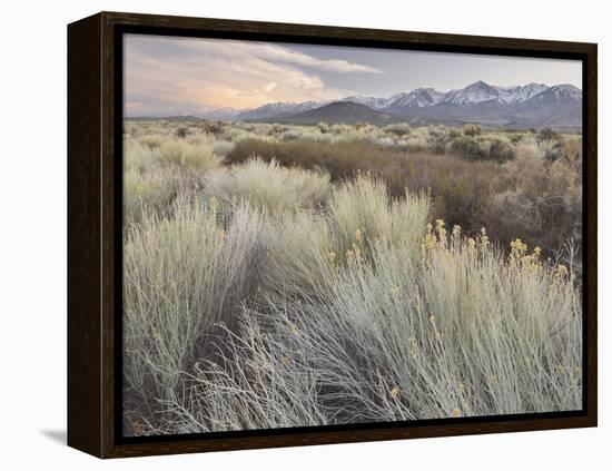 Owens River Valley, Sierra Nevada, California, Usa-Rainer Mirau-Framed Premier Image Canvas