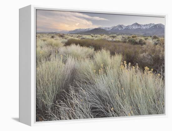 Owens River Valley, Sierra Nevada, California, Usa-Rainer Mirau-Framed Premier Image Canvas