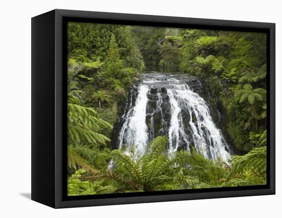 Owharoa Falls, Karangahake Gorge, Waikato, North Island, New Zealand-David Wall-Framed Premier Image Canvas