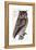 Owl, 1733-1763-null-Framed Premier Image Canvas