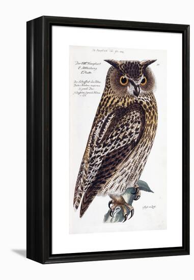 Owl, 1733-1763-null-Framed Premier Image Canvas