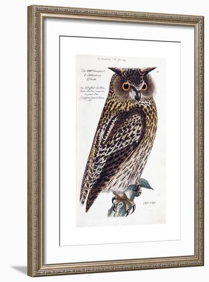 Owl, 1733-1763-null-Framed Giclee Print