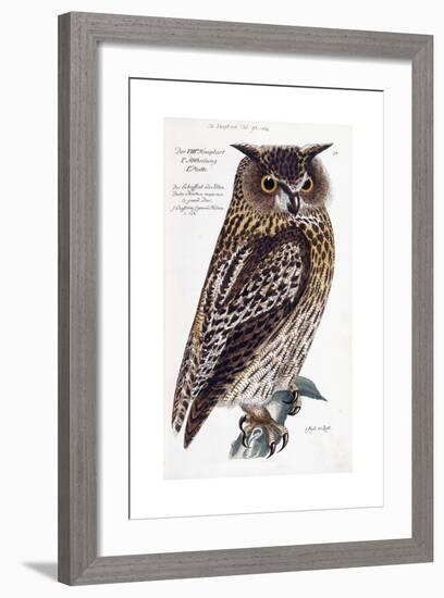 Owl, 1733-1763-null-Framed Giclee Print