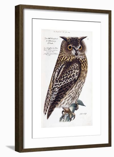 Owl, 1733-1763-null-Framed Giclee Print