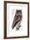 Owl, 1733-1763-null-Framed Giclee Print