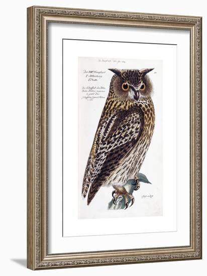 Owl, 1733-1763-null-Framed Giclee Print