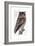 Owl, 1733-1763-null-Framed Giclee Print