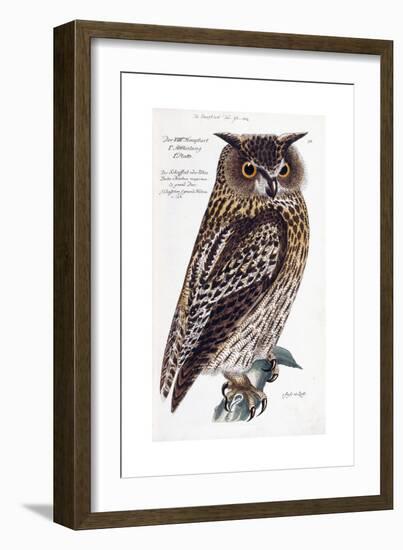 Owl, 1733-1763-null-Framed Giclee Print