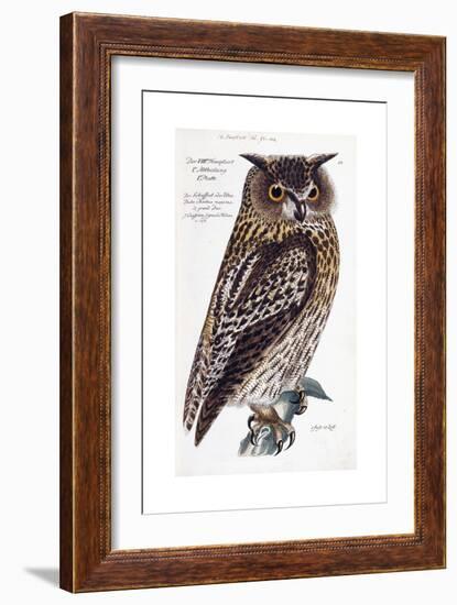 Owl, 1733-1763-null-Framed Giclee Print