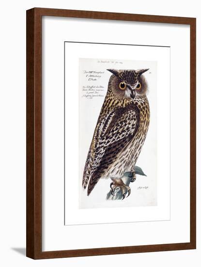 Owl, 1733-1763-null-Framed Giclee Print