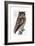 Owl, 1733-1763-null-Framed Giclee Print