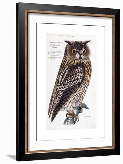 Owl, 1733-1763-null-Framed Giclee Print