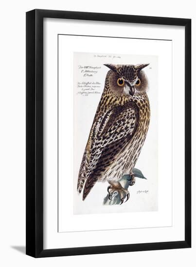 Owl, 1733-1763-null-Framed Giclee Print