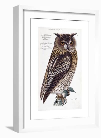 Owl, 1733-1763-null-Framed Giclee Print