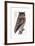 Owl, 1733-1763-null-Framed Giclee Print