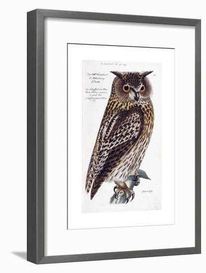 Owl, 1733-1763-null-Framed Giclee Print