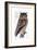 Owl, 1733-1763-null-Framed Giclee Print