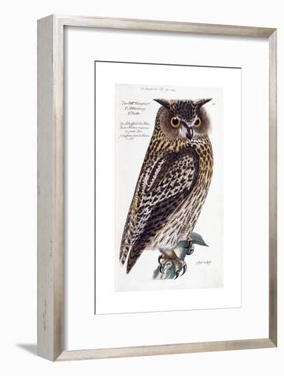 Owl, 1733-1763-null-Framed Giclee Print