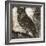 Owl 2-null-Framed Giclee Print