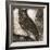 Owl 2-null-Framed Giclee Print