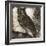 Owl 2-null-Framed Giclee Print