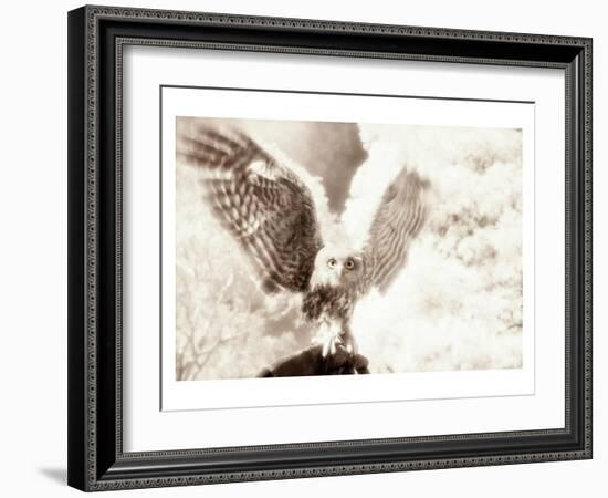 Owl Ascending-Theo Westenberger-Framed Art Print