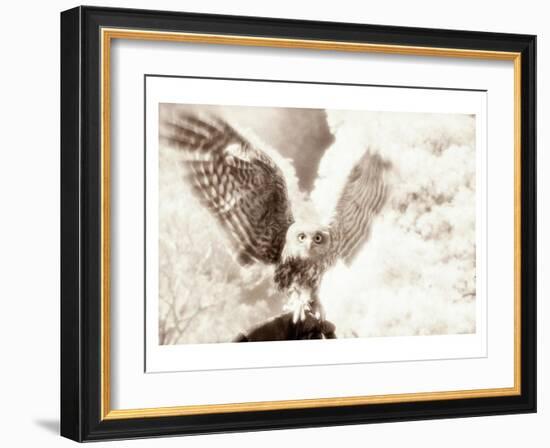 Owl Ascending-Theo Westenberger-Framed Art Print