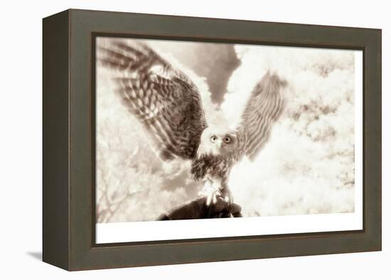 Owl Ascending-Theo Westenberger-Framed Premier Image Canvas