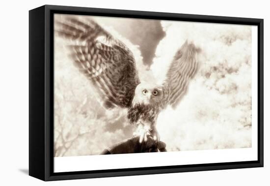 Owl Ascending-Theo Westenberger-Framed Premier Image Canvas