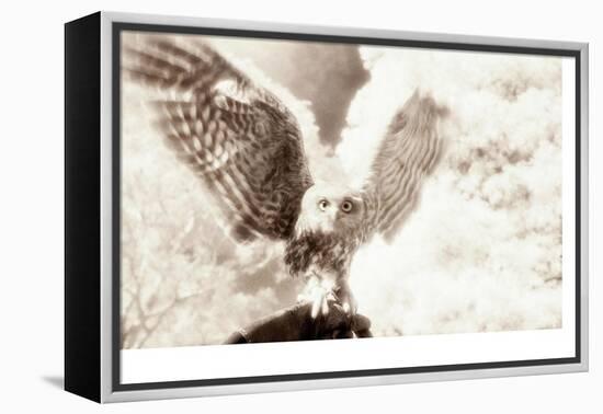 Owl Ascending-Theo Westenberger-Framed Premier Image Canvas