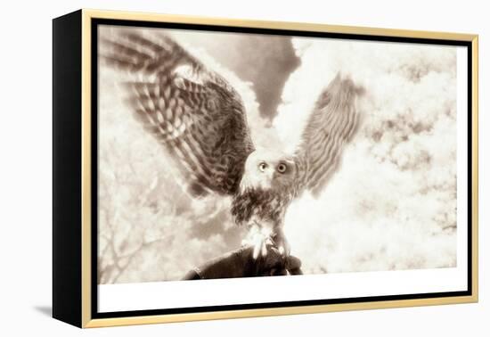 Owl Ascending-Theo Westenberger-Framed Premier Image Canvas