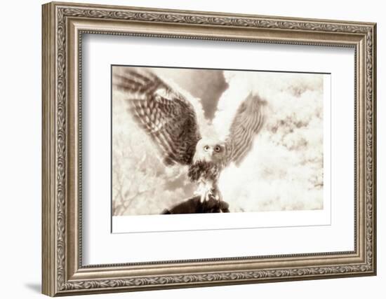 Owl Ascending-Theo Westenberger-Framed Photographic Print