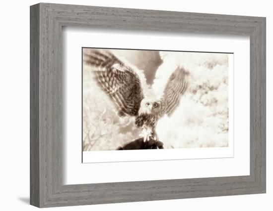 Owl Ascending-Theo Westenberger-Framed Photographic Print