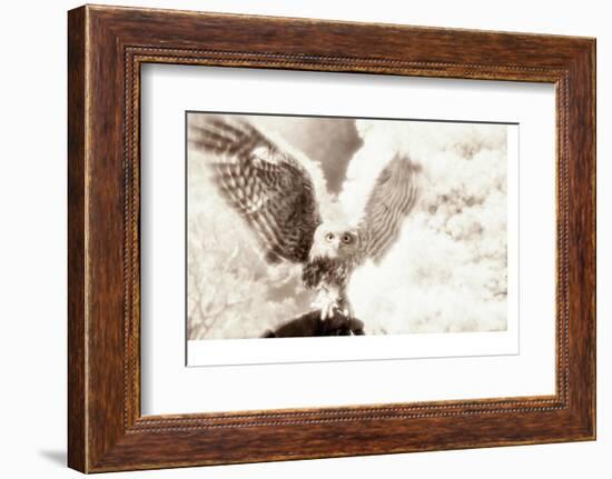 Owl Ascending-Theo Westenberger-Framed Photographic Print