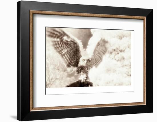 Owl Ascending-Theo Westenberger-Framed Photographic Print