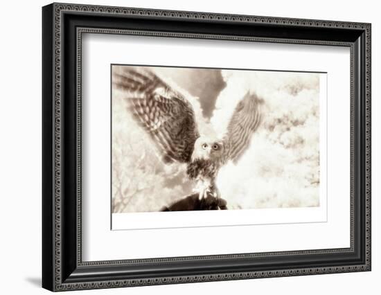 Owl Ascending-Theo Westenberger-Framed Photographic Print