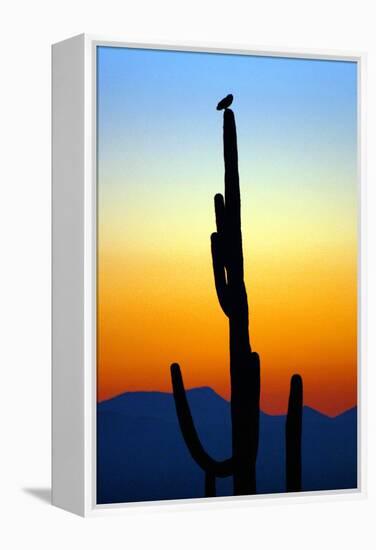 Owl at Sunset-Douglas Taylor-Framed Premier Image Canvas