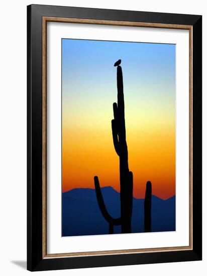 Owl at Sunset-Douglas Taylor-Framed Premium Photographic Print